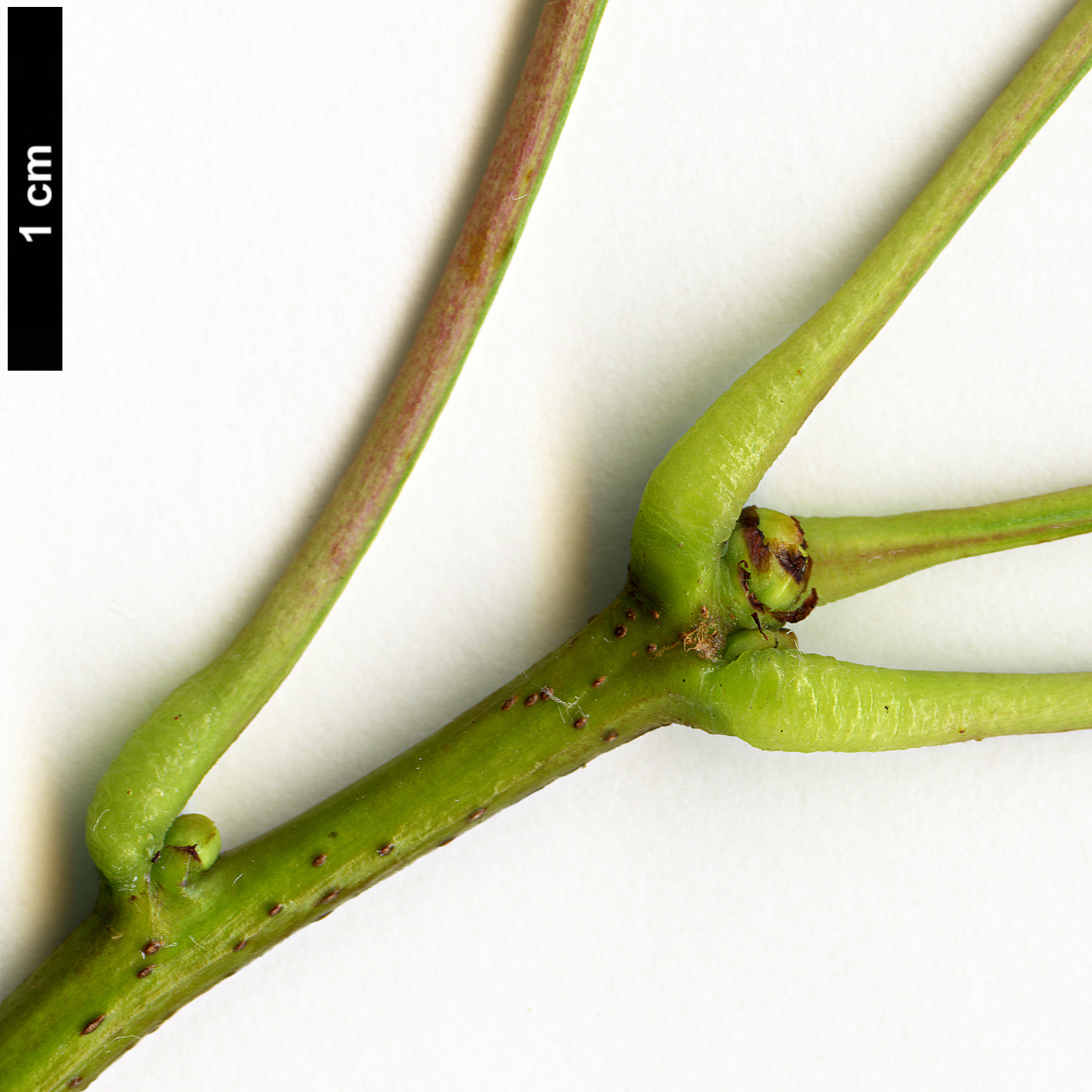 High resolution image: Family: Rosaceae - Genus: Crataegus - Taxon: pinnatifida - SpeciesSub: var. major